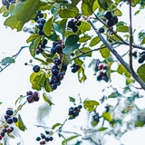 Berry Picking